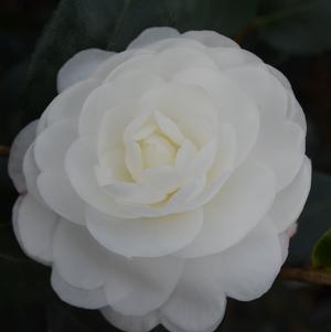 Camellia sasanqua 'Autumn Moon'