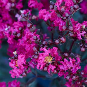 Lagerstroemia Black Diamond™ Black Diamond Mystic Magenta