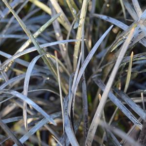 Ophiopogon planiscapus Nigrescens