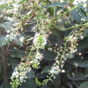 Prunus laurocerasus 'Majestic Jade'