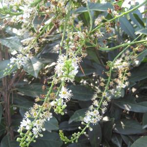 Prunus laurocerasus Majestic Jade