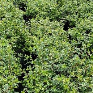Abelia x grandiflora 'Radiance'