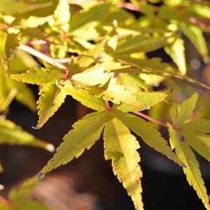 Acer palmatum 'Wildfire'