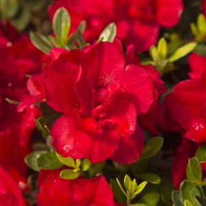 Azalea Encore® Autumn Bonfire®