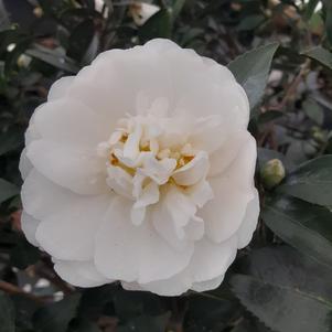 Camellia sasanqua 'Mine-no-Yuki'