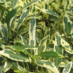 Gardenia jasminoides 'Golden Pathway'