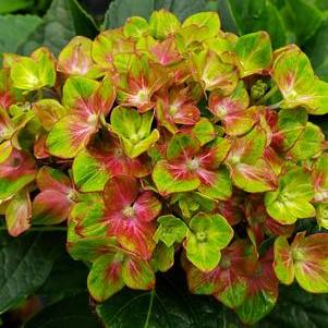 Hydrangea macrophylla 'Pistachio™'