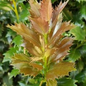 Ilex x 'Acadiana™'