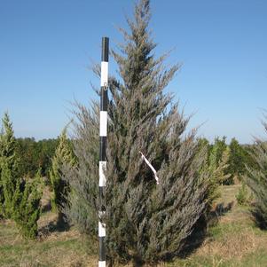 Juniperus scopulorum 'Moonglow'
