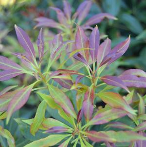 Pieris japonica 'Katsura'