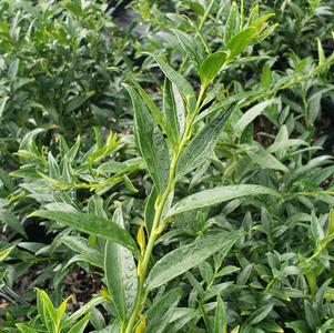 Sarcococca hookeriana 