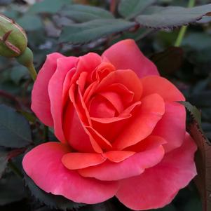 Rosa Coral Knock Out®