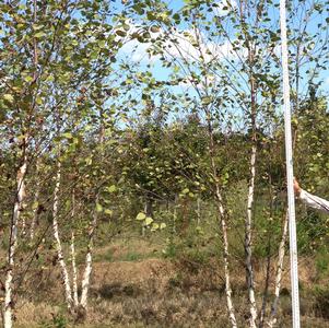 Betula nigra Dura Heat