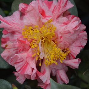 Camellia japonica 'Kick Off'