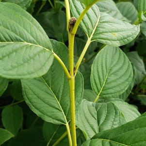 Cornus sericea 'Budd's Yellow'