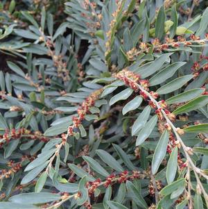 Distylium 'Green Wave'