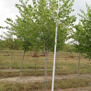 Crataegus viridis 