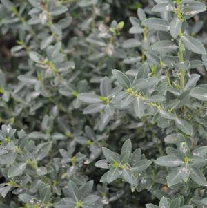 Ilex crenata 'Hoogendorn'