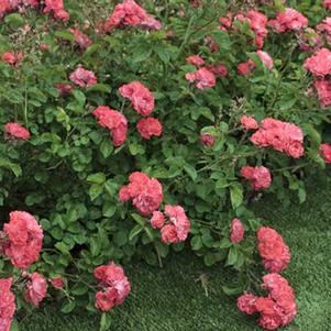 Rosa Coral Drift®