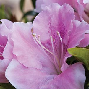 Azalea Encore® Autumn Sweetheart®