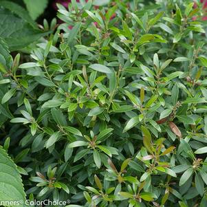 Ilex glabra 'Gem Box®'