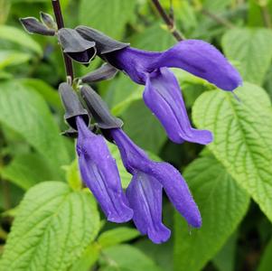 Salvia guarantica 'Black & Blue'