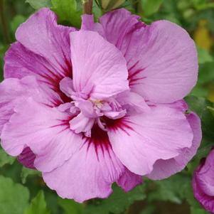 Hibiscus syriacus 'Tahiti™'
