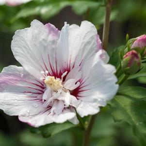 Hibiscus syriacus 'Fiji™'