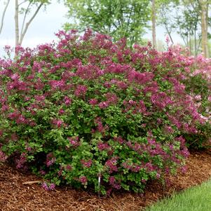 Syringa x Bloomerang® Dark Purple