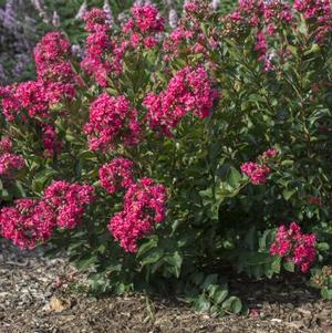 Lagerstroemia 'Bellini® Raspberry'