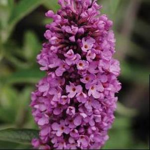 Buddleia 'Tutti Fruitti'