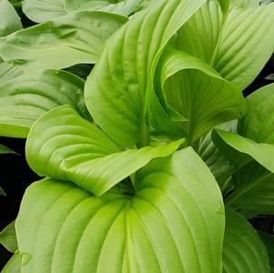 Hosta plantaginea Aphrodite