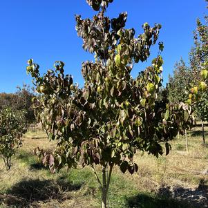 Cornus florida - White Dogwood