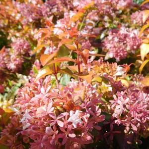 Abelia x grandiflora 'Peach Perfection®'