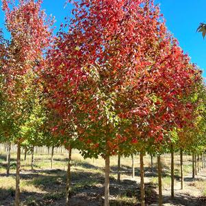 Acer buergerianum 'Aeryn®'