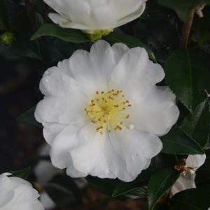 Camellia sasanqua 'Autumn Rocket'