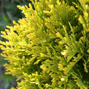 Thuja occidentalis 'Highlights'