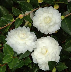 Camellia sasanqua October Magic® 'White Shi-Shi™'
