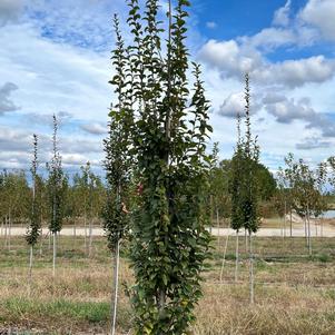 Carpinus betulus 'Frans Fontaine'