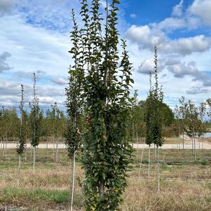 Carpinus betulus Frans Fontaine