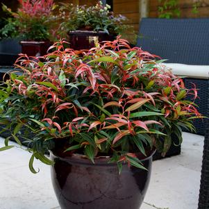 Leucothoe keiskei 'Burning Love'