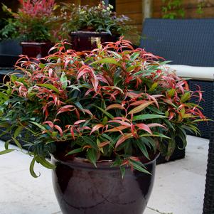 Leucothoe keiskei Burning Love