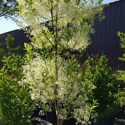 Chionanthus virginicus 'Dirr'