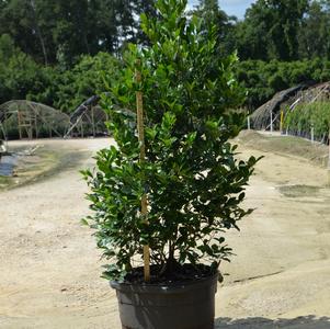 Prunus caroliniana Compacta