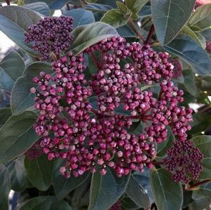 Viburnum tinus 'Shades of Pink™'