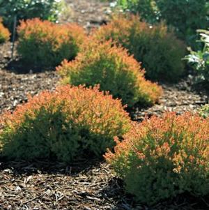 Thuja occidentalis 'Fire Chief™'