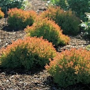 Thuja occidentalis Fire Chief™