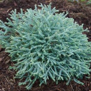 Thuja occidentalis 'Pancake™'