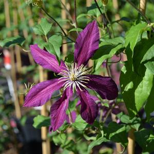Clematis 'Niobe'