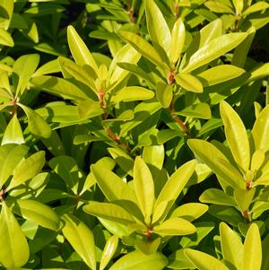 Illicium parviflorum Florida Sunshine